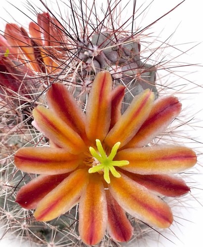 Echinocereus mapimiensis seeds - echinocereus,