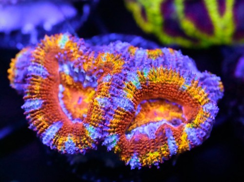 Diyreefer live coral - coral, wysiwyg