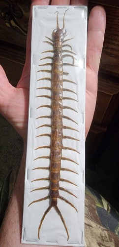 Scolopendra subspinipes