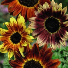 Thompson & Morgan Sunflower