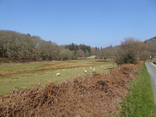 Photo 6x4 sheep grazing near - 6x4,