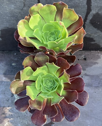 Aeonium blushing beauty red - beauty,