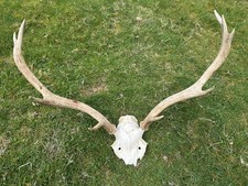 Large Red Deer Stag Antler