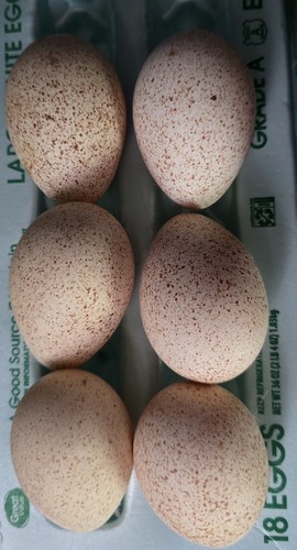 Half dozen turkey - half,