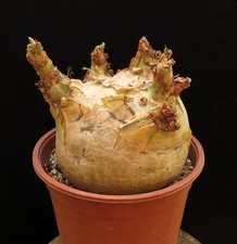 Cyphostemma uter macropus - cyphostemma, v.macropus