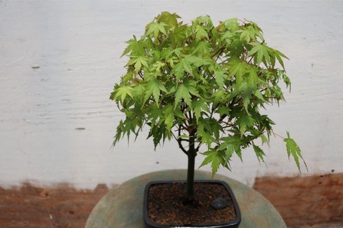 Green japanese maple - japanese,