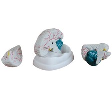 Model Anatomy Professional Medical | Deluxe Brain Model | 3 Parts | ARTMED