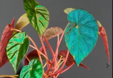 Begonia pavonina cyan form cutting well rooted.