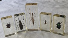 National Geographic Real Life Bugs In Resin x 5 insects #9