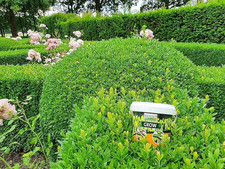 TOPBUXUS GROW Professional