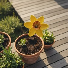 Daffodil Bird Feeder and Bath