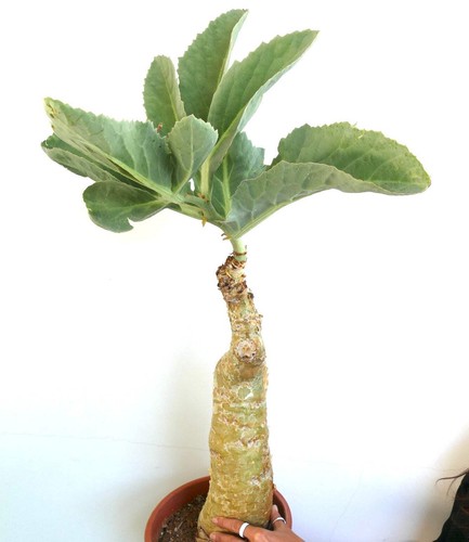 Cyphostemma cissus juttae - ,