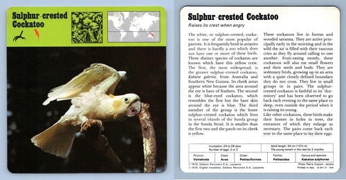 Sulphur crested cockatoo - crested,