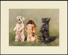 SCOTTISH SEALYHAM TERRIER