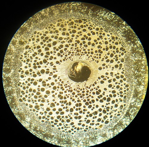 Antique microscope slide s - antique, t/s