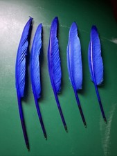 Feather quill biro - quill,