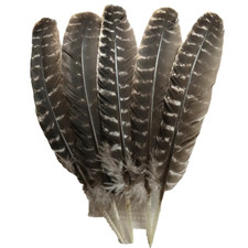 Natural Wild Brown Turkey Feathers  8-10" (20-25CM) Wholesale Smudging, Crafts