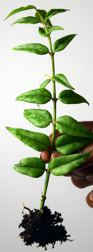 Hoya bella - bella,