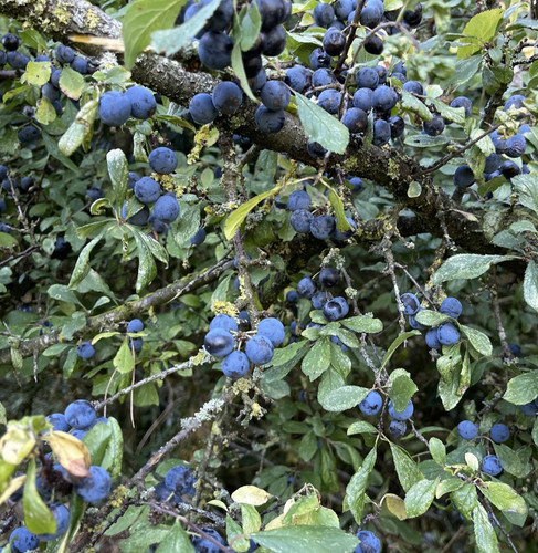 Fresh sloe berries picked to - -,