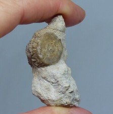 Jurassic Fossil Crinoid  Inferior  Oolite  Burton Bradstock Dorset UK + Stand