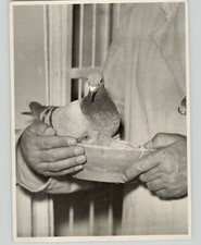 BELGIUM Racing Pigeons Being