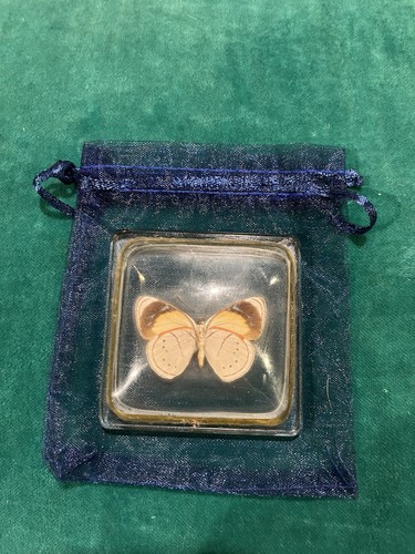 Real preserved butterfly - real, in