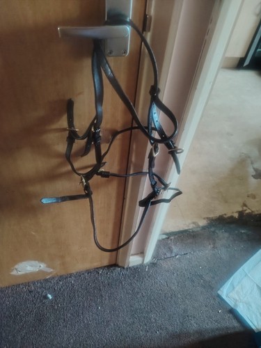 Cob inhand bridle