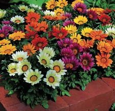Gazania rigens Mix 6 plug