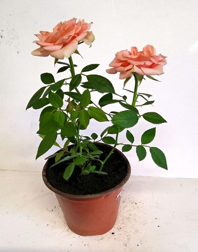 Orange rose potted - (rosa),