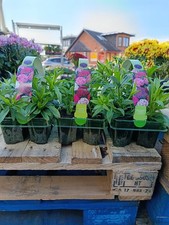 18 Pack Dianthus "Sweet