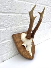 TAXIDERMY ROE DEER SIX POINT ANTLERS SKULL ON OAK SHIELD DECORATIVE WALL HANGING