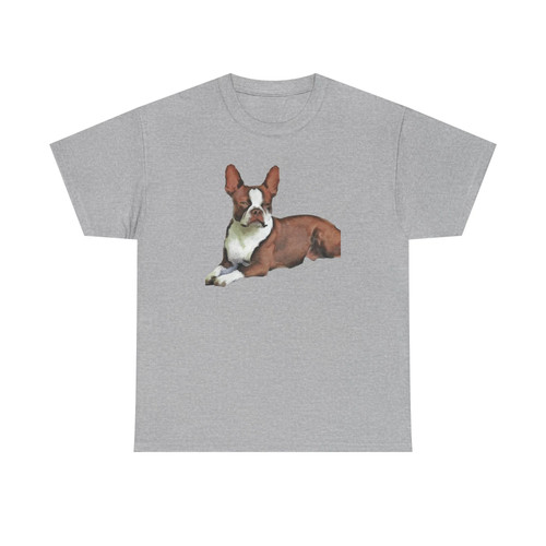 Boston terrier brown - terrier, white