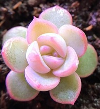 Echeveria Like a Dream, 10
