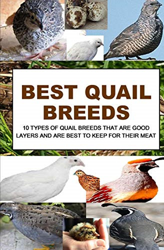 Best quail breeds types of - quail, breeds: