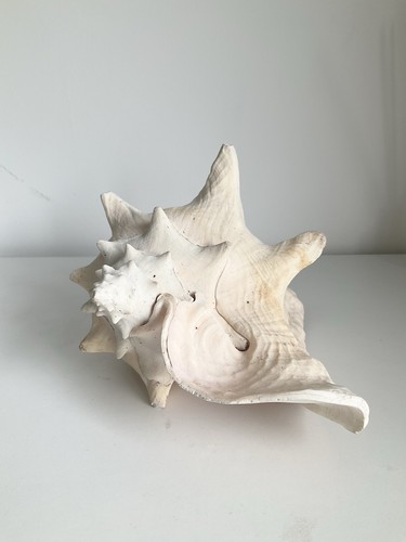 Vintage large queen conch - vintage,