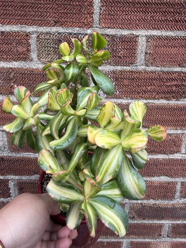 Crassula ovata mikaeri bijin - ovata,