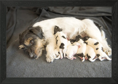 Cute puppies framed wall art - cute,