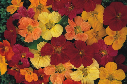 Nasturtium gleam mixed - gleam, seeds