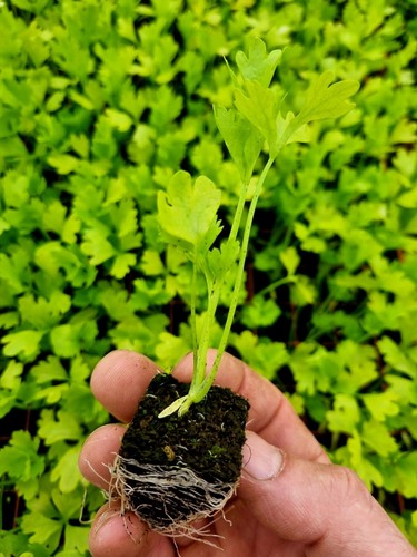 Celery plug plants grow your - plants,