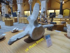 Photo 6x4 Whale Vertebra