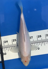8 inches TANCHO KOHAKU KOI_