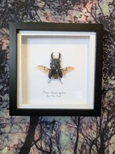 Giant Stag Beetle  (Dorcus