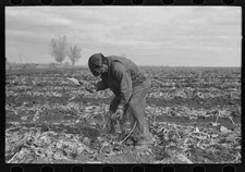Topping sugar beets,East Grand Forks,Minnesota,MN,Farm Security Admin,FSA,1