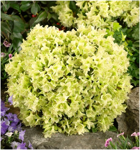 Dwarf rhododendron japonica - dwarf,