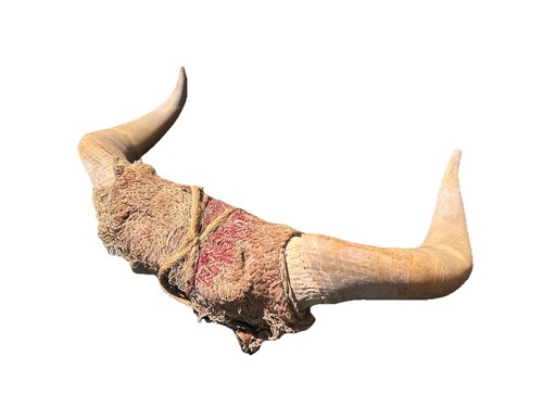 Cow horn taxidermy wall decor - taxidermy,