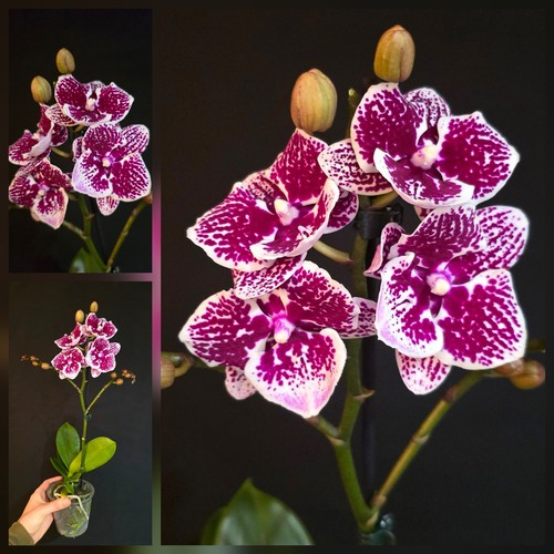 Phalaenopsis purple big lip - phalaenopsis,