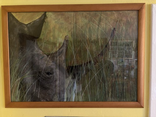 Rhino picture - rhino,