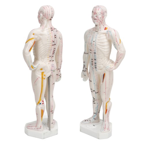 Human body acupuncture model - body,