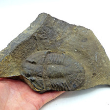 Fossil Trilobite Ogyginus