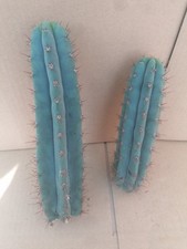 X2 Large Blue Cactus! Beautiful Pieces. Ready To Root. 